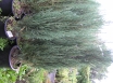 KLINŠKALNU KADIĶA ŠĶIRNE  (Juniperus scopulorum )Sckyrocket 120-140 cm