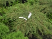 PARASTĀ KADIĶA ŠĶIRNE Green Carpet C25 (Juniperus communis)