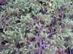 PARASTAIS KADIĶIS Repanda (Juperus communis)C10