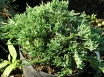 Juniperus horizontalis Wiltonii C 3