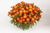 Seglapu salmene ( Helichrysum bracteatum)   H.BICOLOR ORANGE (PATREIZ NAV PĀRDOŠANĀ)