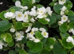 LEDUSPUĶES Vision White Blanc (Begonia – Semperflorens – Hybriden)